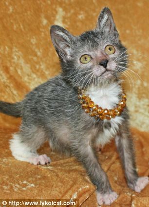 The Lykoi gets its spooky looks because of a genetic mutation in a domestic shorthair cat, which prevents the curious creature from growing a full coat of fur, making it looks like a werewolf