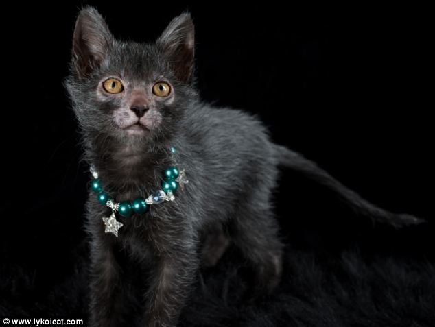 The first official Lykois (like the one pictured) arose from a natural mutation in black domestic shorthair cats
