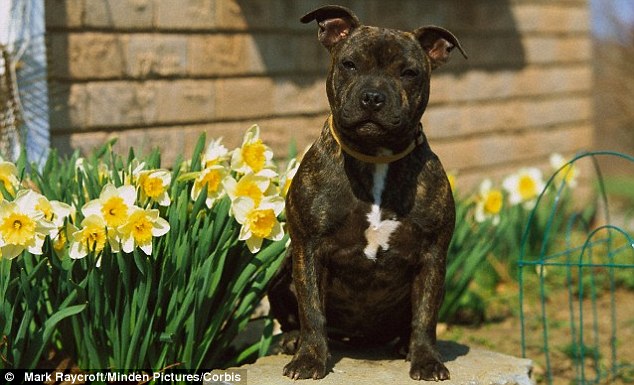 As good as gold: Staffordshire Bull Terriers (pictured) which are perceived as fierce by many people, make the best pets as they cause the least amount of damage, costing around £178 in total