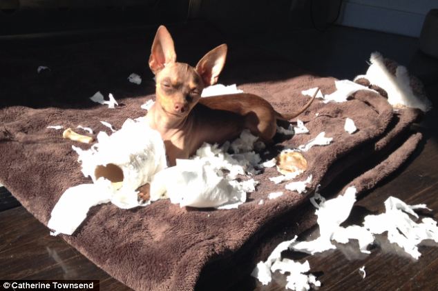 Chihuahuas (pictured) cause more damage than any other dog breed, a survey claims. The tiny dog causes an average of £866 worth of damage over its lifetime, proving that dog owners may have dominant personalities, but they can