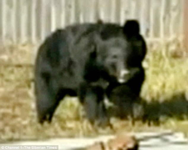 The black bear (pictured) attacked soon after the children emerged from their village shop in Amgu, in the Primorsky region