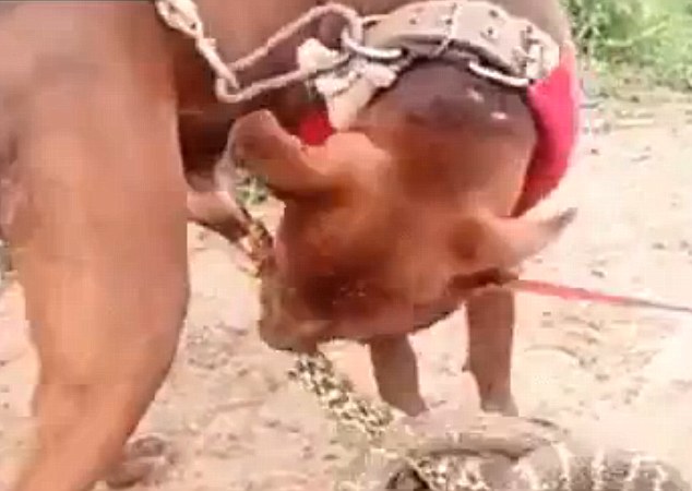 Every dog has its bad day: A mutt was bitten on the penis by a snake and it refused to let go