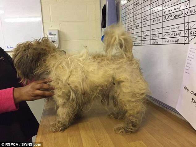 In fear that more animals may be in a similar state, the RSCPA are asking for the dog