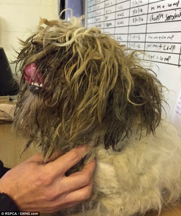 Shih tzu Kain could barely see before vets gave him a big chop. The unfortunate pooch was found roaming the streets with a grimy coat in Braunstone, Leics., on November 30