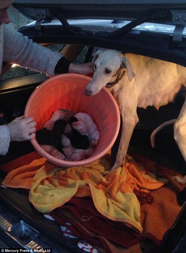 The vet noticed that the stray was producing milk and was amazed when she trusted her and Lianne enough to lead them to her puppies (pictured inside a bucket)