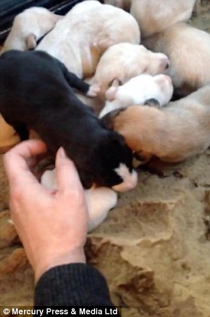 The adorable puppies were fat and healthy when they were found
