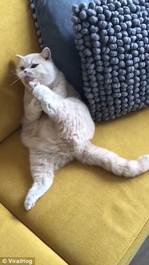 The kitty wrestled with his limbs on the sofa of his home in Netherlands, trying to lick his claws