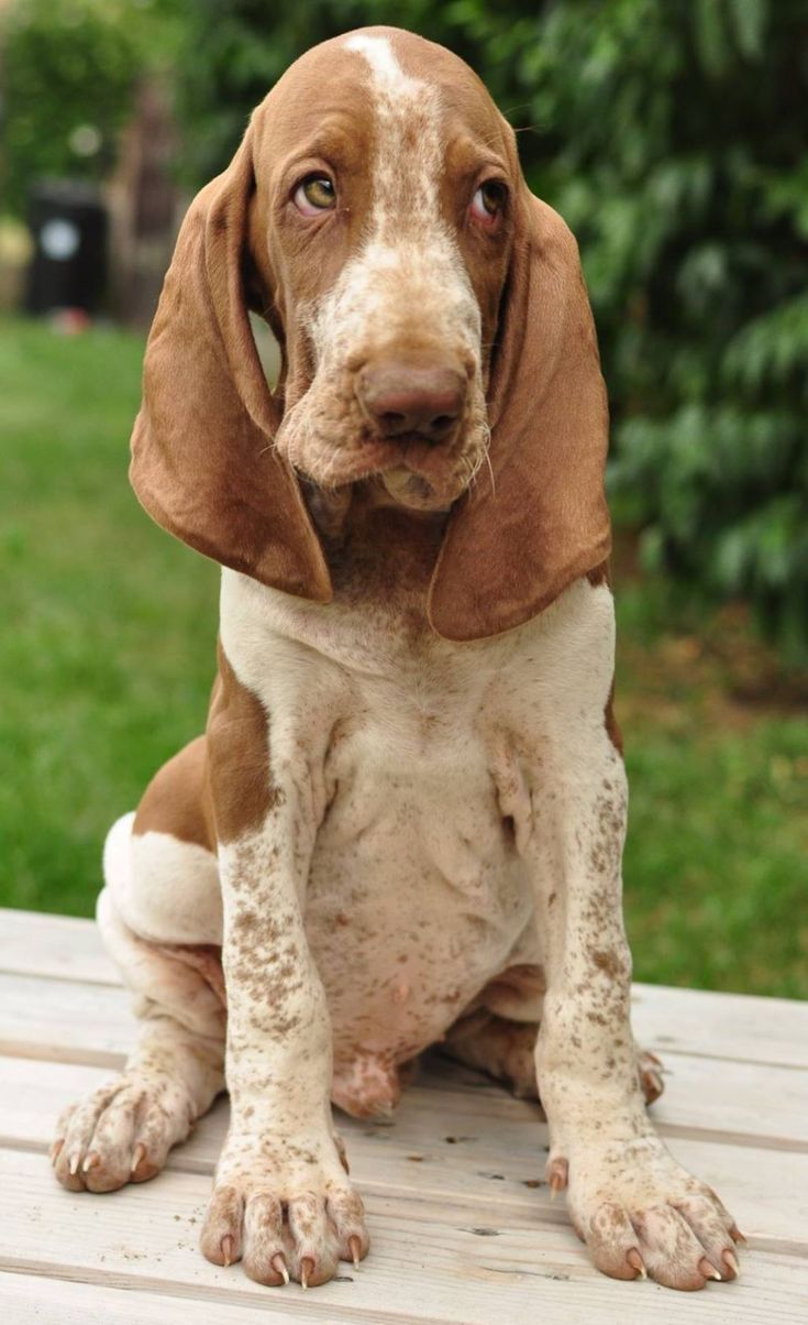 Собаки с длинными ушами фото и название породы