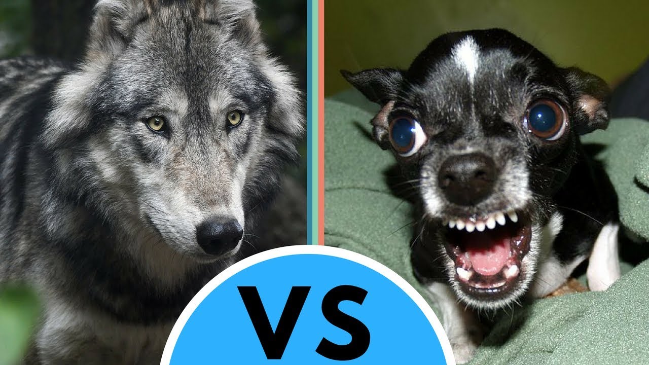 Как отличить волка. Хаски vs волк. Волк и собака. Волк и собака сравнение. Отличие волка от собаки.