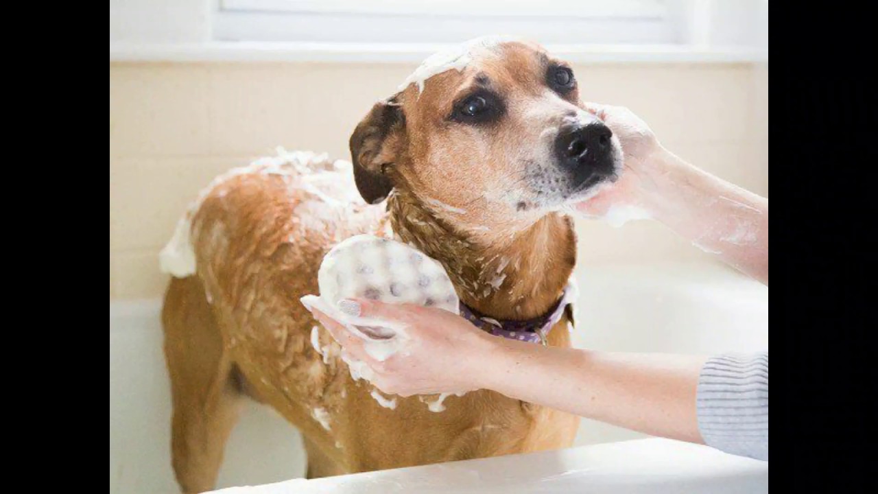 Сколько можно купать собаку. Мытье собаки. Собака моется. Купание собаки. Помытая собака.