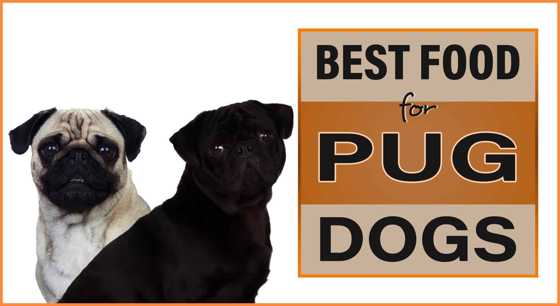 Best Food For Pug Dogs