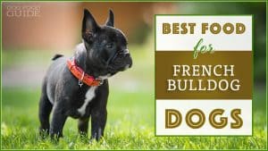 best-french-bulldog-food