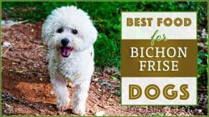 best dog foods for a Bichon Frise