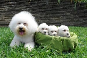 10 Best (Healthiest) Dog Foods for a Bichon Frise in 2020 27