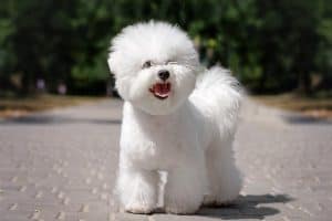 10 Best (Healthiest) Dog Foods for a Bichon Frise in 2020 28