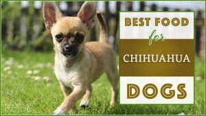 best dog foods for chihuahua