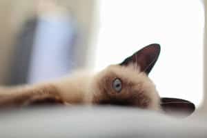 a Siamese cat lying isolated on blurry white background