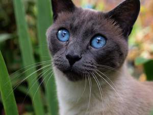 Siamese cat looking up