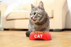 a gray cat in front of a red food bowl