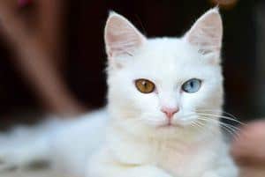 a white cat with one yellow and second a blue eye