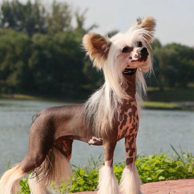 Лысая хохлатая собака фото пуховая китайская