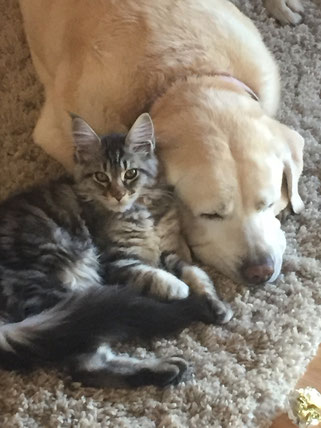 EuroCoons Maine Coon kitten snuggle with dog