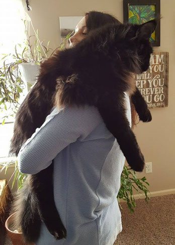 EuroCoons Maine Coon cats big cat hug