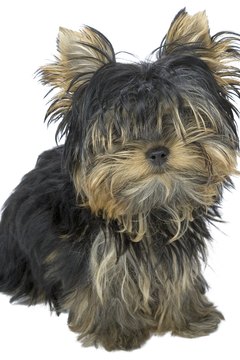 Yorkie puppies require a lot of care.