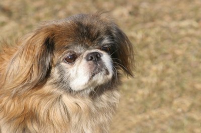 The regal Pekingese loves a diet fit for an emperor.