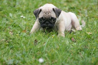Praise your pug puppy like mad when he learns something new.