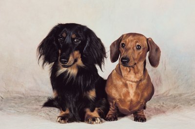 The various coat types give miniature dachshund puppies different appearances.