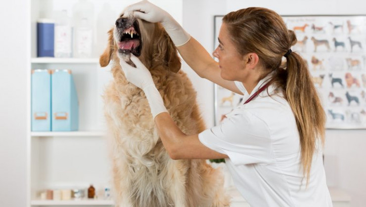 Лечение запаха изо рта у собак