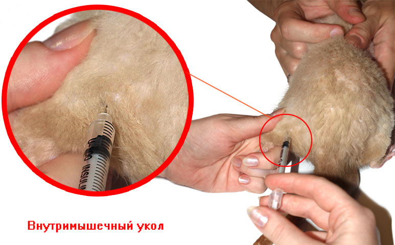 Как делать укол собаке в мышцу схема