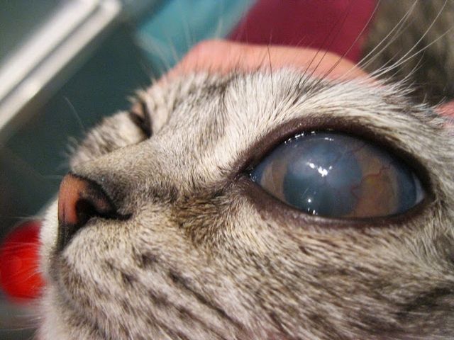 Причины помутнения глаза у кота