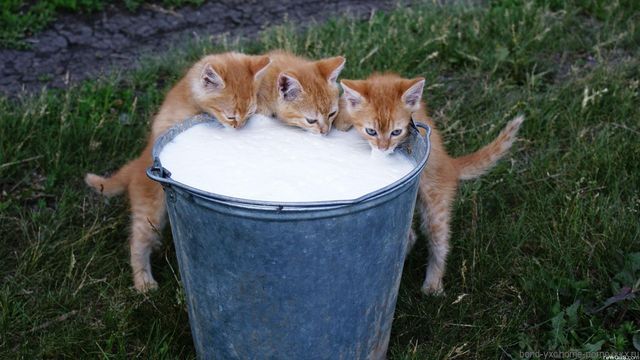 Котята пьют молоко из ведра