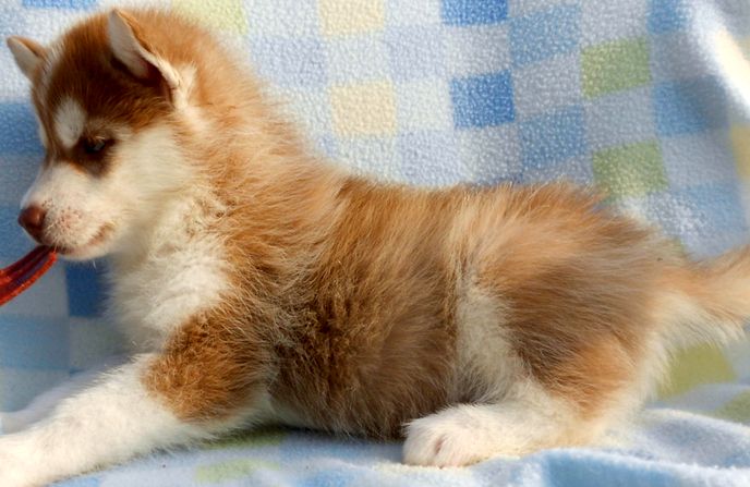 Фото рыжего щенка сибирской хаски