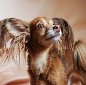 Суетливая и привлекательная собачка Московский Той Терьер длинношерстный: описание и характер породы