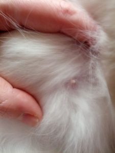 Pregnant cat nipple