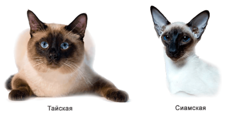 Различия тайской и сиамской кошек