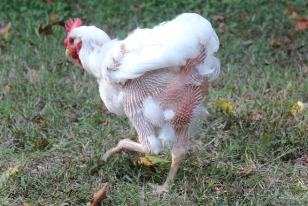 Photo by Backyardchickens.com