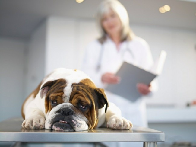 вакцинация от парвовирусного энтерита у собак