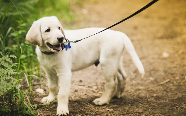диагностика и лечение парвовирусного энтерита у собак