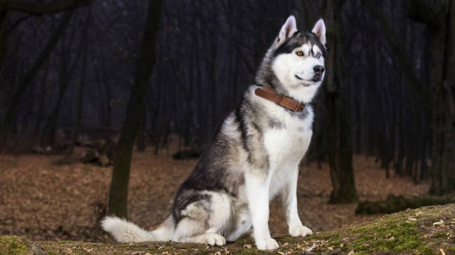 описание породы собак сибирский хаски