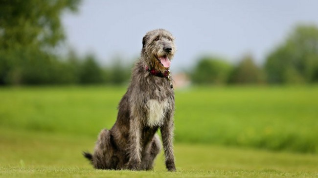 охотничья собака ирландский волкодав фото и цена