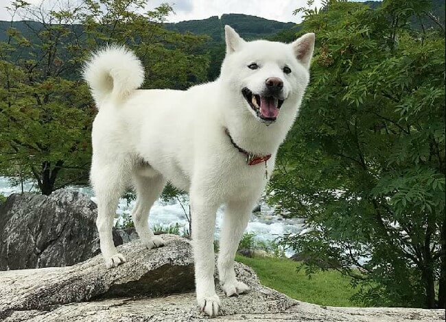 Хоккайдо собака фото