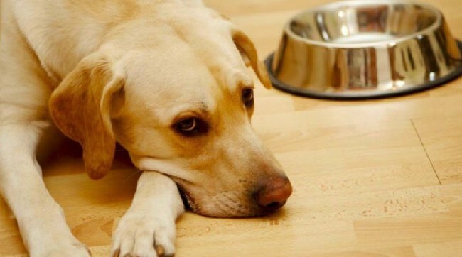 симптомы и лечение гастрита у собак