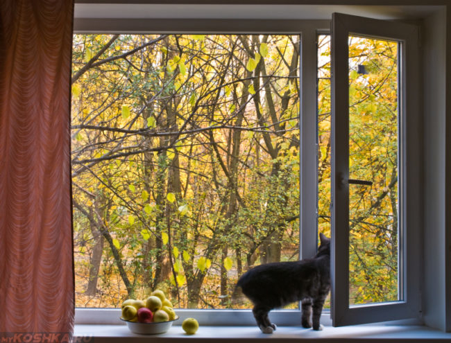 Серый кот стоит на подоконнике рядом с яблоками и смотрит в открытое окно