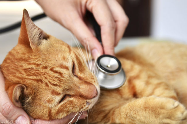 Ветеринар слушает рыжего кота при помощи стетоскопа