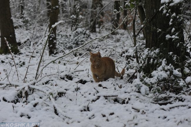 Рыжий кот гуляет в заснеженном лесу среди деревьев