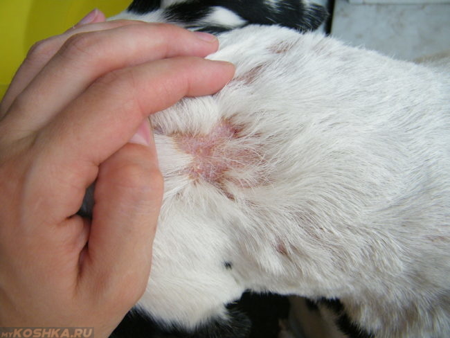 У белого кота выпала шерсть